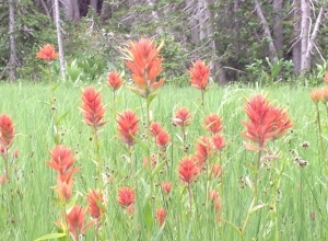The Cottonwood Canyons